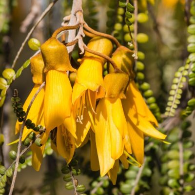 Kowhai fragrance oil