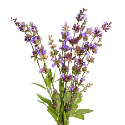 Clary Sage Fragrance Oil