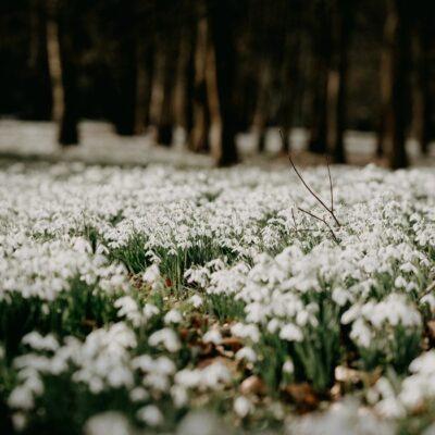 Snowdrop Blossoms Fragrance Oil