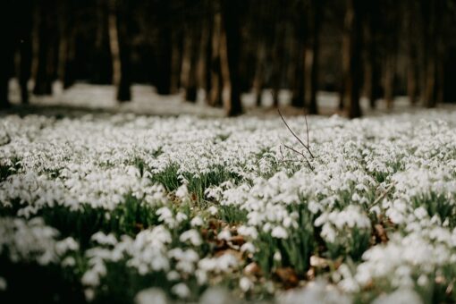 Snowdrop Blossoms Fragrance Oil